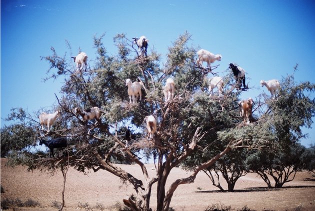Tamri goats Argan trees Morocco
